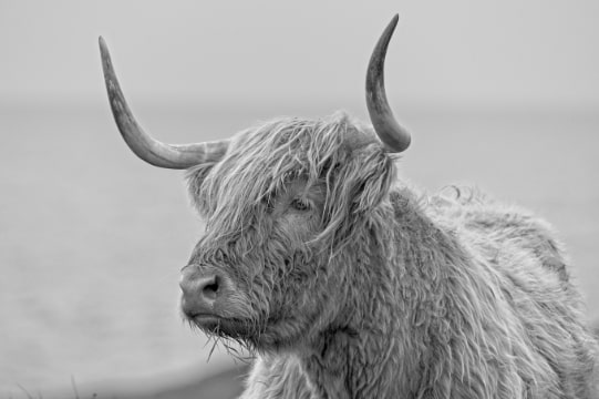 Highland cattle, Isle of Islay, Scotland