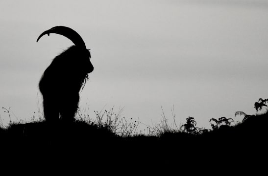 Wild goat, Isle of Islay, Scotland