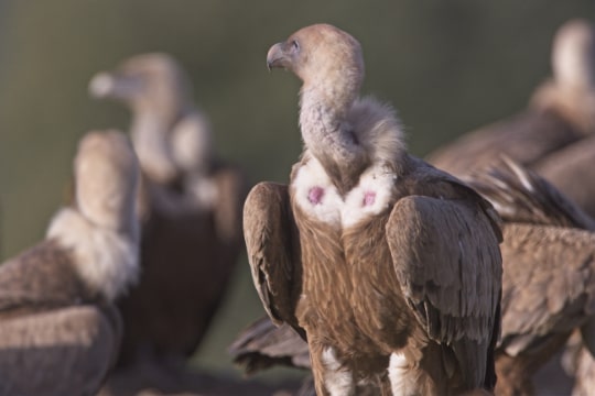 Griffon Vultures, Spanish Pyrenees