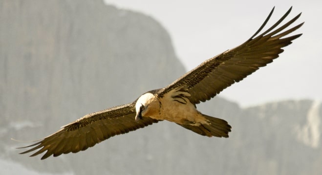Bearded Vulture, Spanish Pyrenees